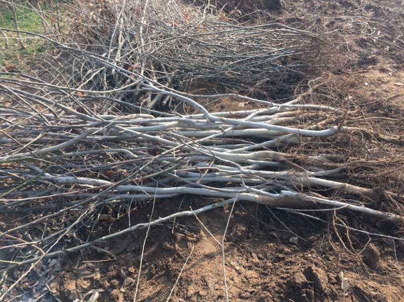 山东核桃树苗大量低价各种规格核桃树苗三公分4公分的五