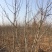 山东核桃树苗大量低价各种规格核桃树苗三公分4公分的五