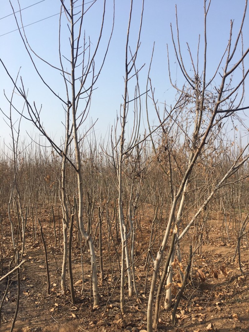山东核桃树苗大量低价各种规格核桃树苗三公分4公分的五