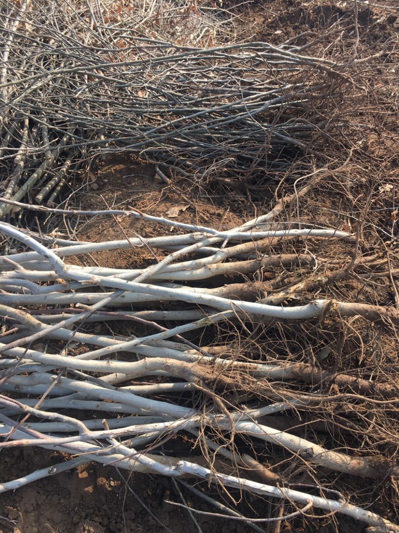 山东核桃树苗大量低价各种规格核桃树苗三公分4公分的五