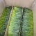 【绿茶】太平猴魁绿茶大叶茶厂家直销无中间商欢迎选购