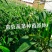 大果进口品种小米椒苗，朝天椒苗，高产量，需要请联系