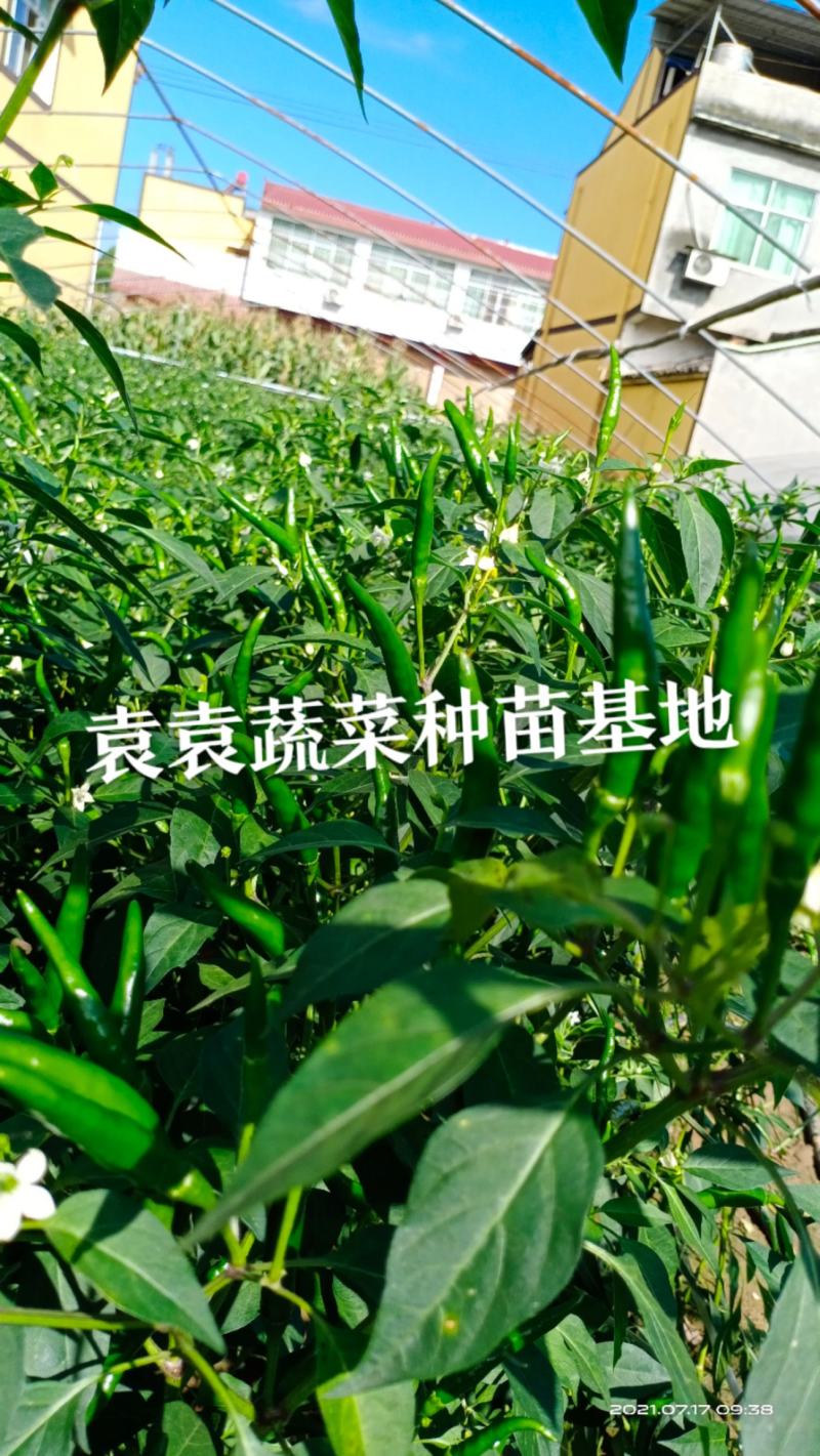 大果进口品种小米椒苗，朝天椒苗，高产量，需要请联系