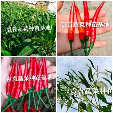 大果进口品种小米椒苗，朝天椒苗，高产量，需要请联系
