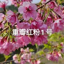 樱花树苗