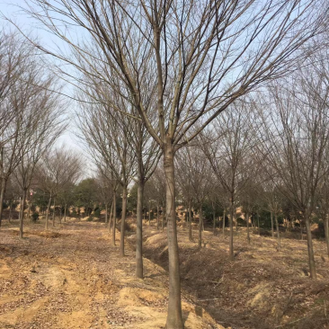 榉树，红榉12-20公分基地直销大量供应