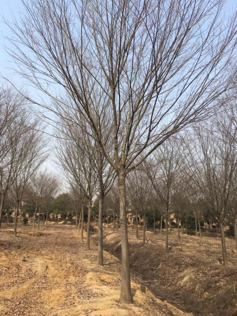 榉树，红榉12-20公分基地直销大量供应