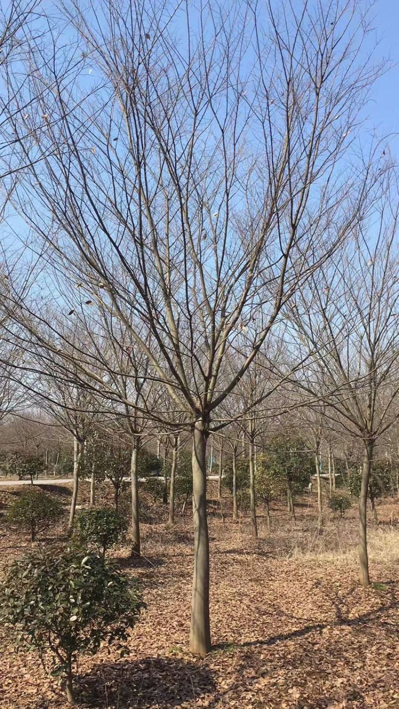 榉树，红榉12-20公分基地直销大量供应