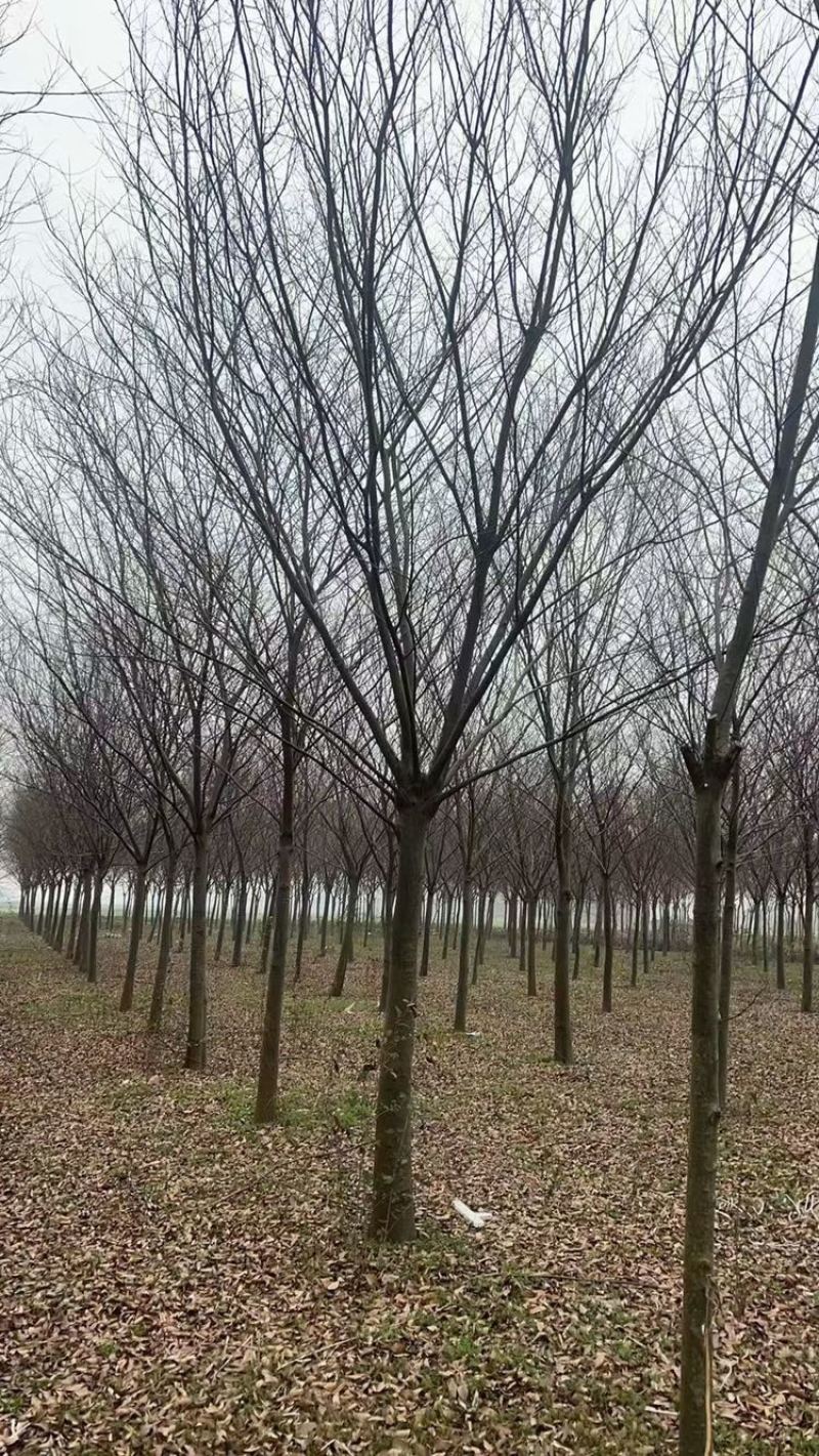 榉树，红榉12-20公分基地直销大量供应