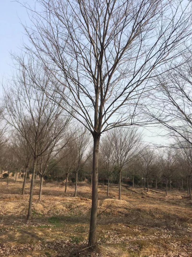 榉树，红榉12-20公分基地直销大量供应