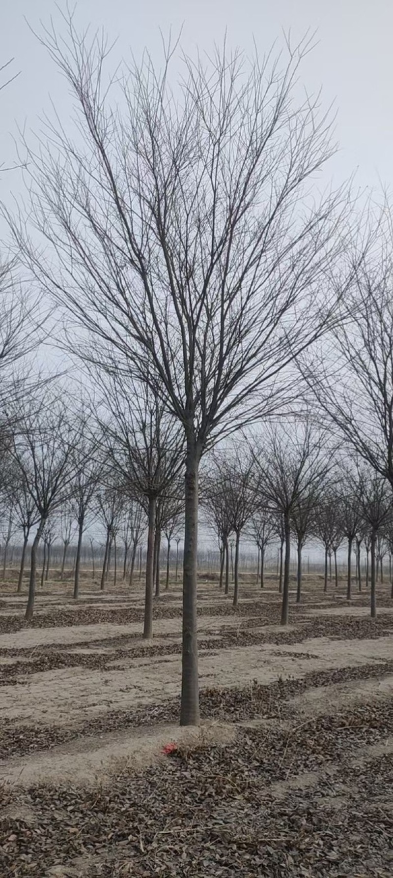 榉树，红榉12-20公分基地直销大量供应