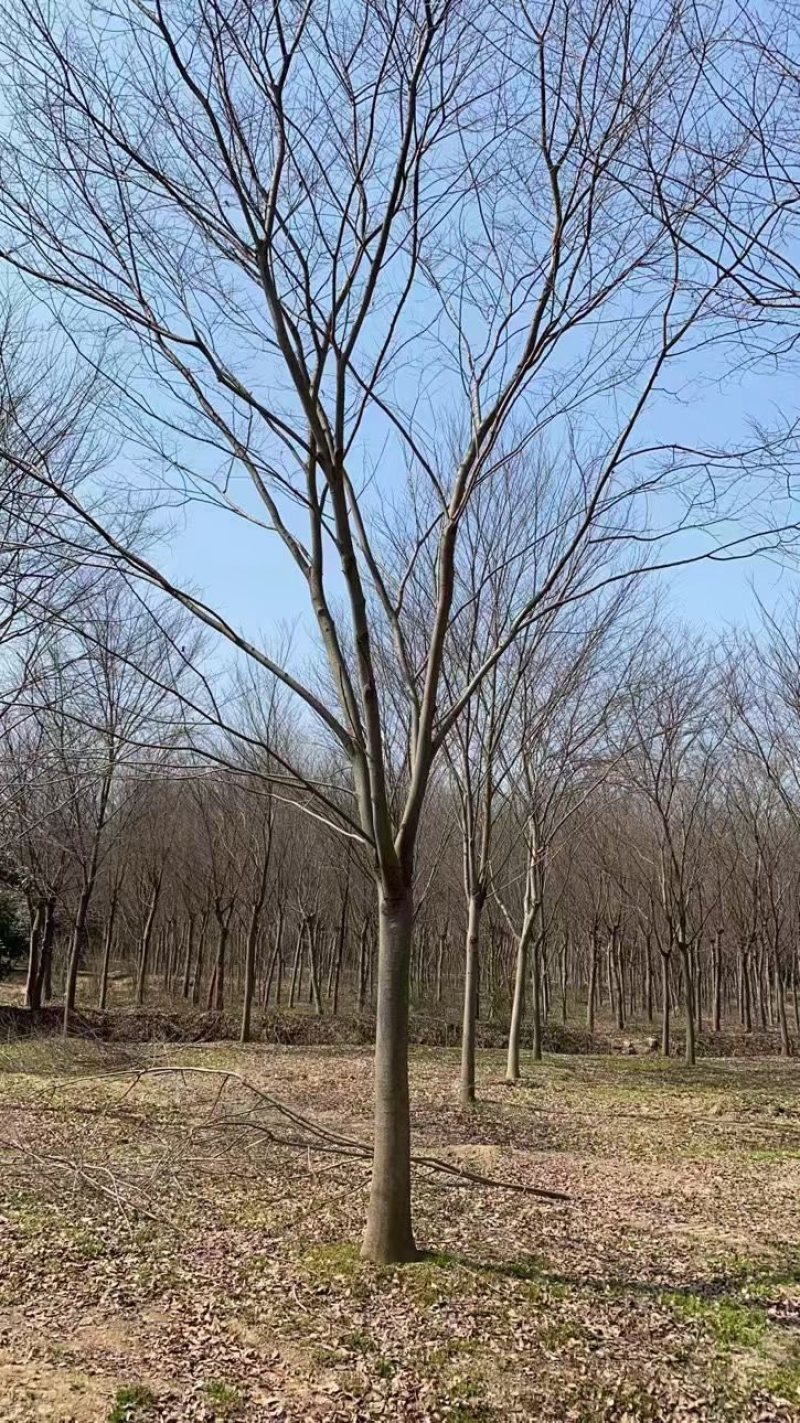 榉树，红榉12-20公分基地直销大量供应