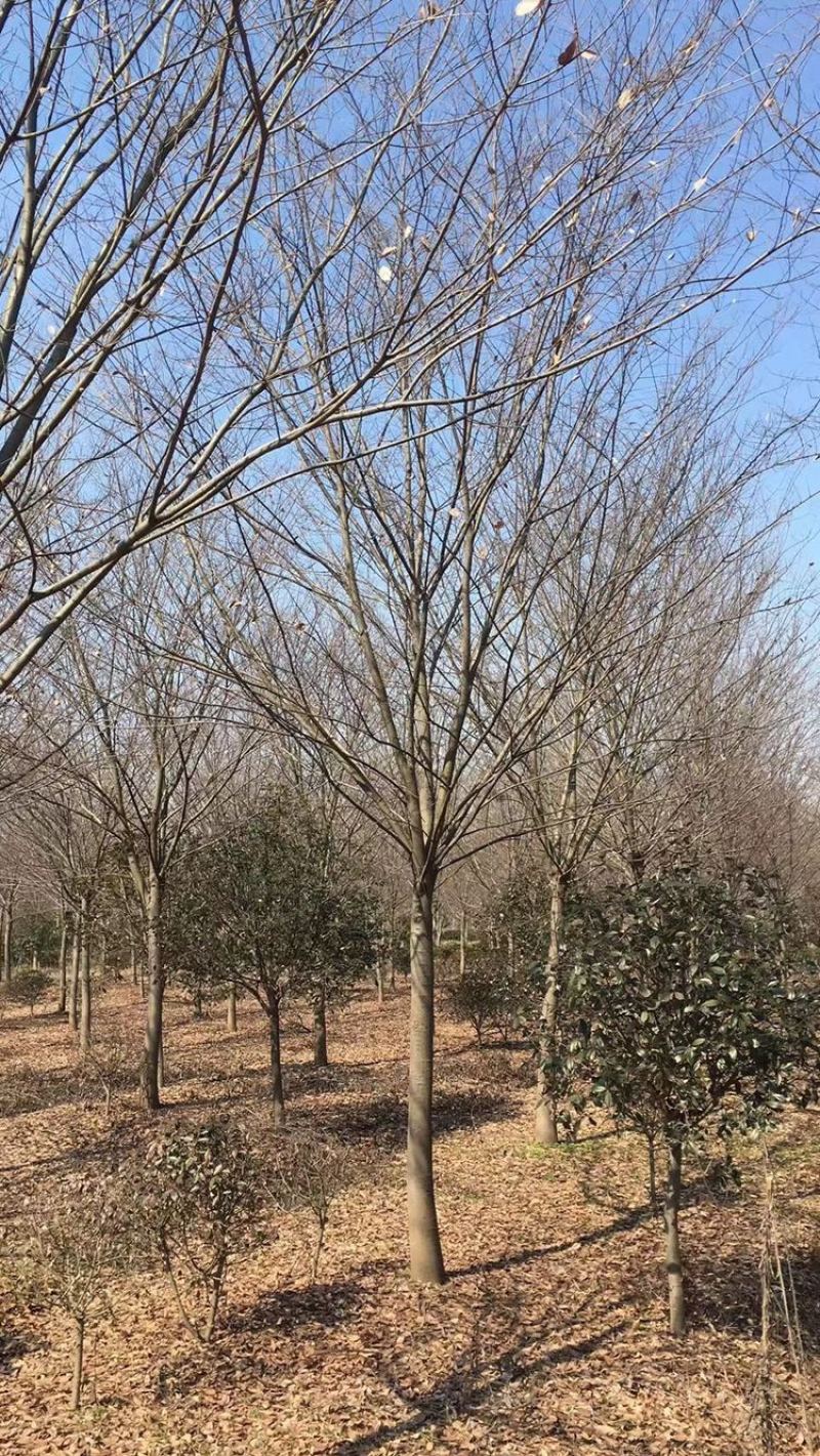 榉树，红榉12-20公分基地直销大量供应