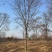 榉树，红榉12-20公分基地直销大量供应