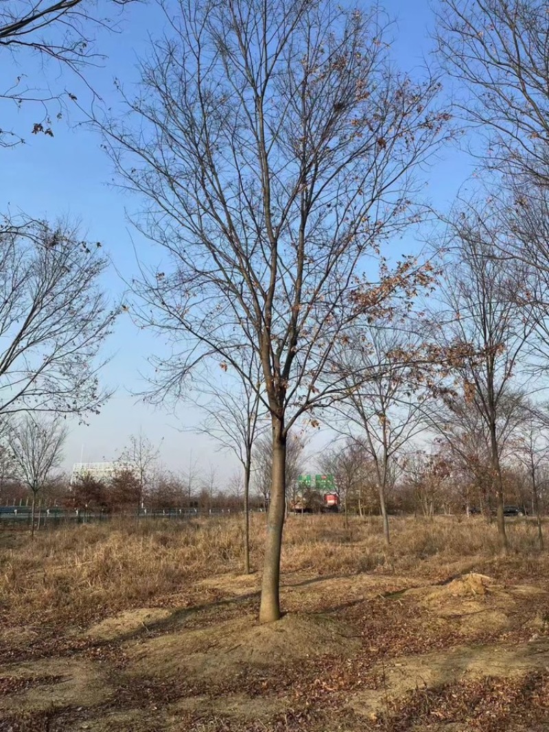 榉树，红榉12-20公分基地直销大量供应