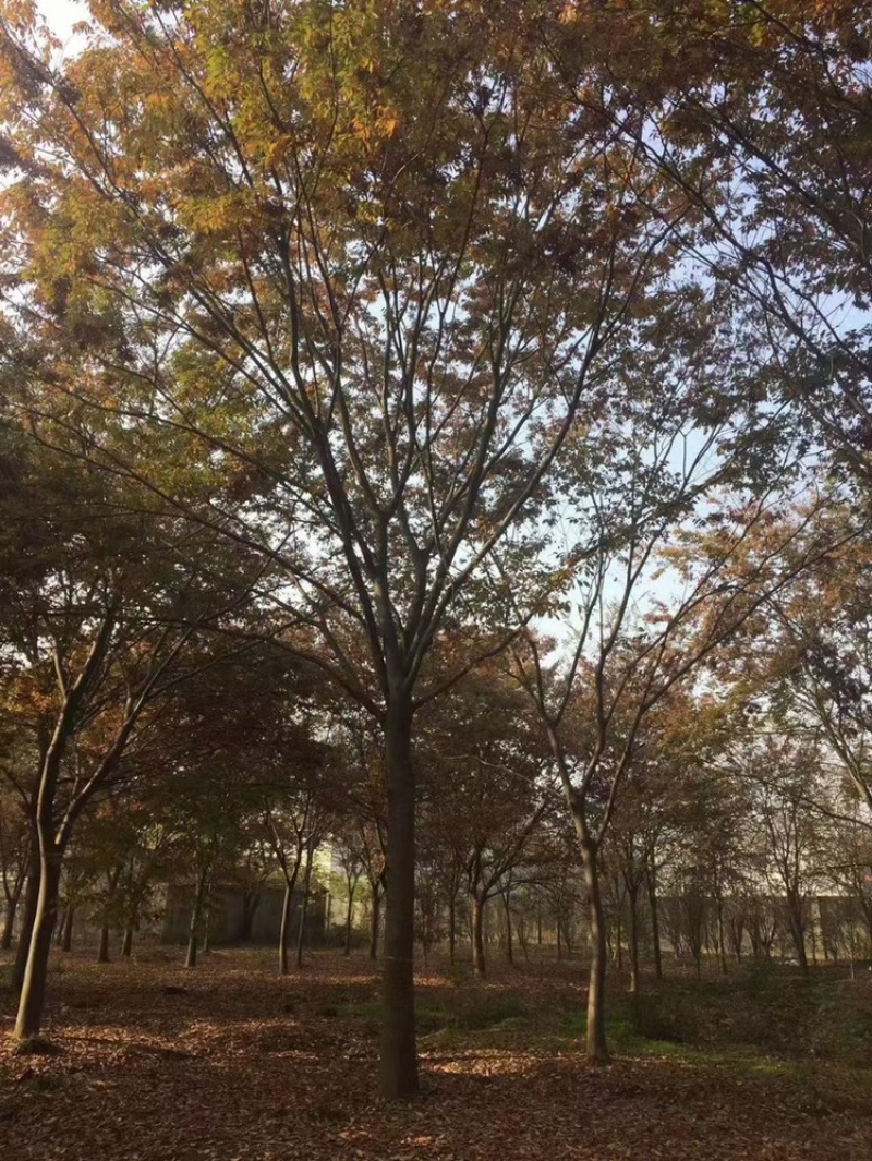 榉树，红榉12-20公分基地直销大量供应