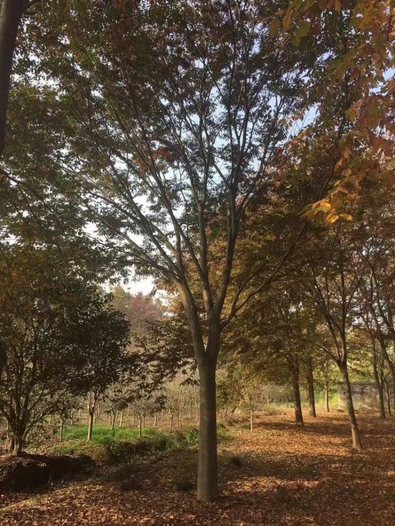 榉树，红榉12-20公分基地直销大量供应