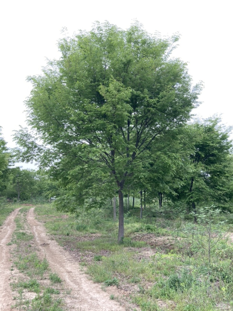 榉树，红榉12-20公分基地直销大量供应