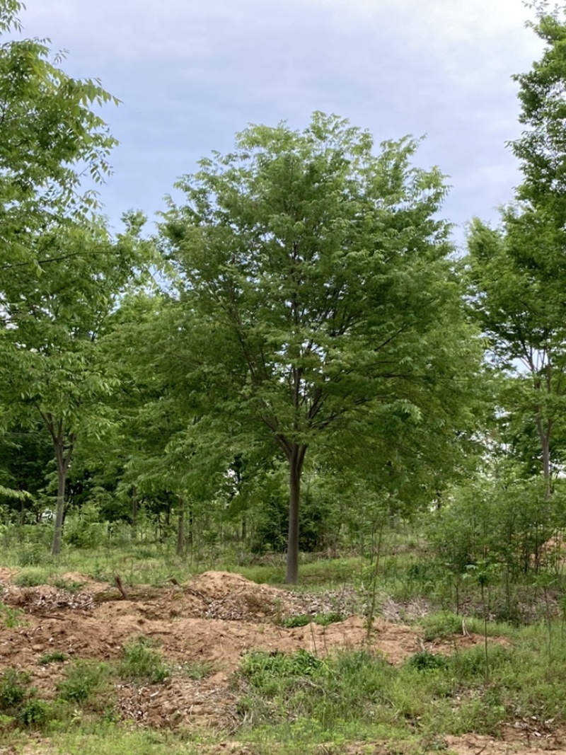 榉树，红榉12-20公分基地直销大量供应