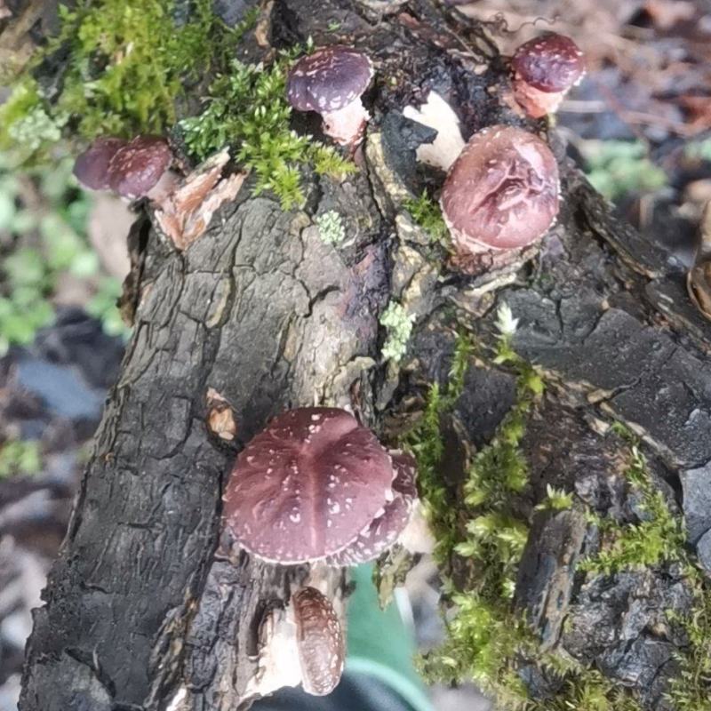 贵州高山马桑菌