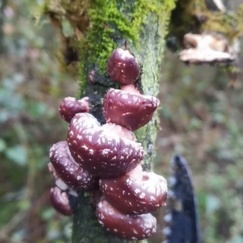 贵州高山马桑菌