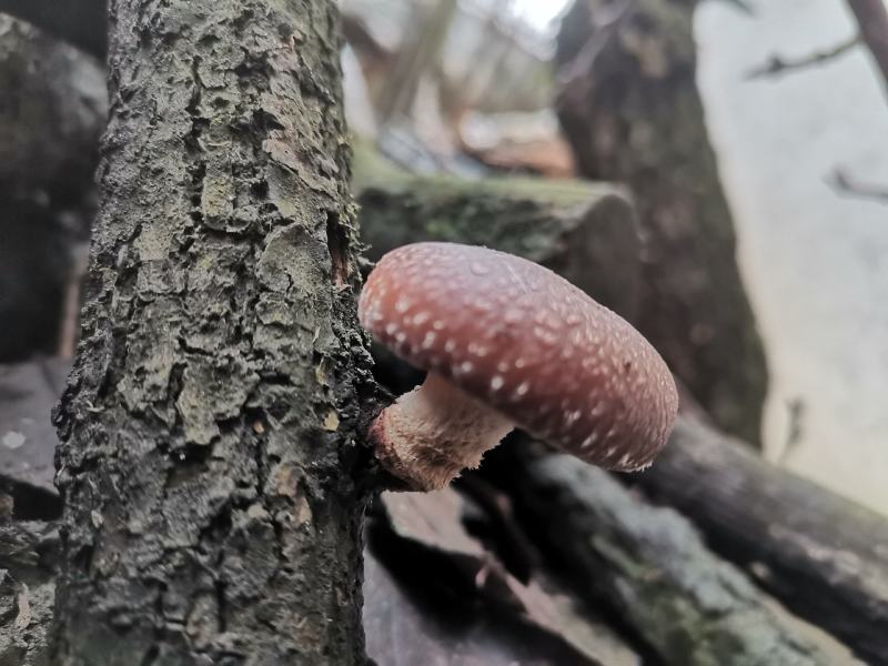 贵州高山马桑菌