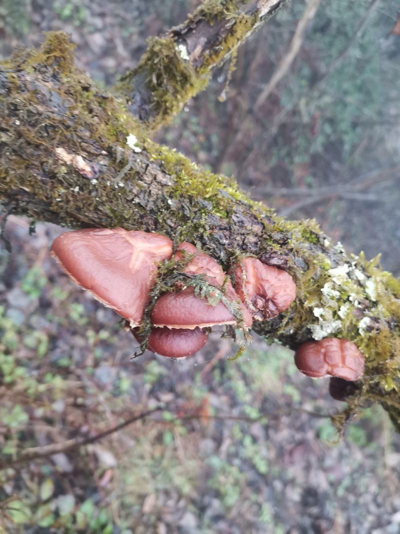 贵州高山马桑菌