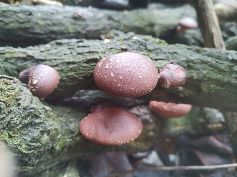 贵州高山马桑菌