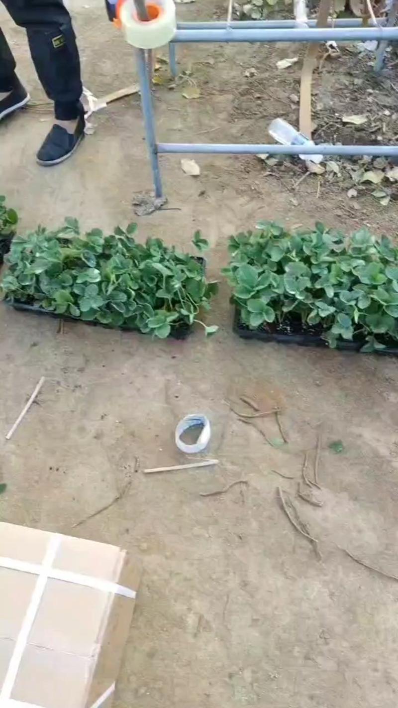 秒香草莓苗脱毒育苗基地大量供应，包活补发送技术