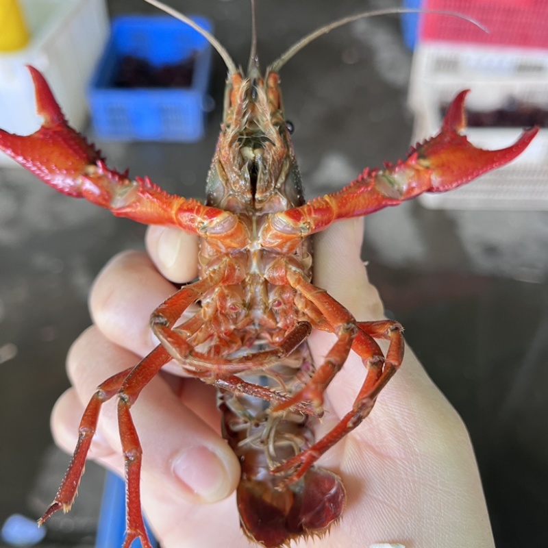 洪湖清水小龙虾底板干净肉质饱满一手货源产地直发