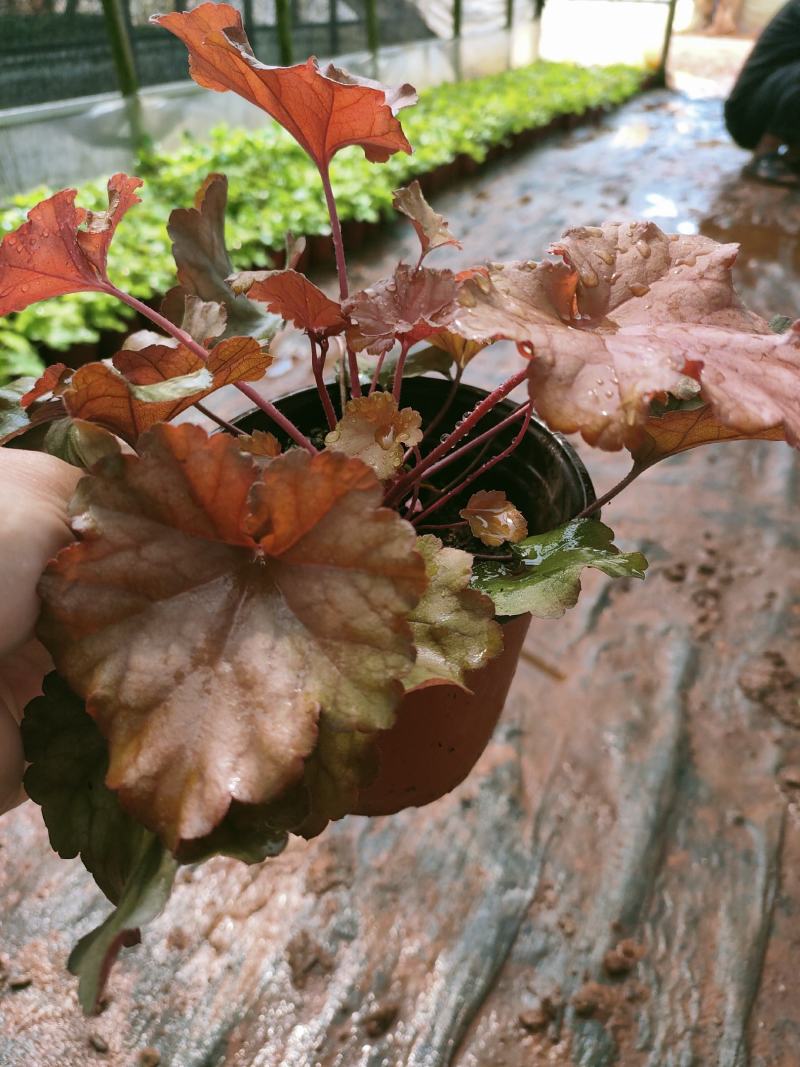矾根