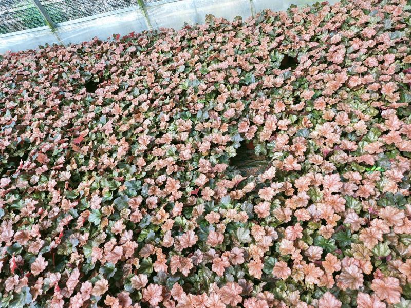矾根
