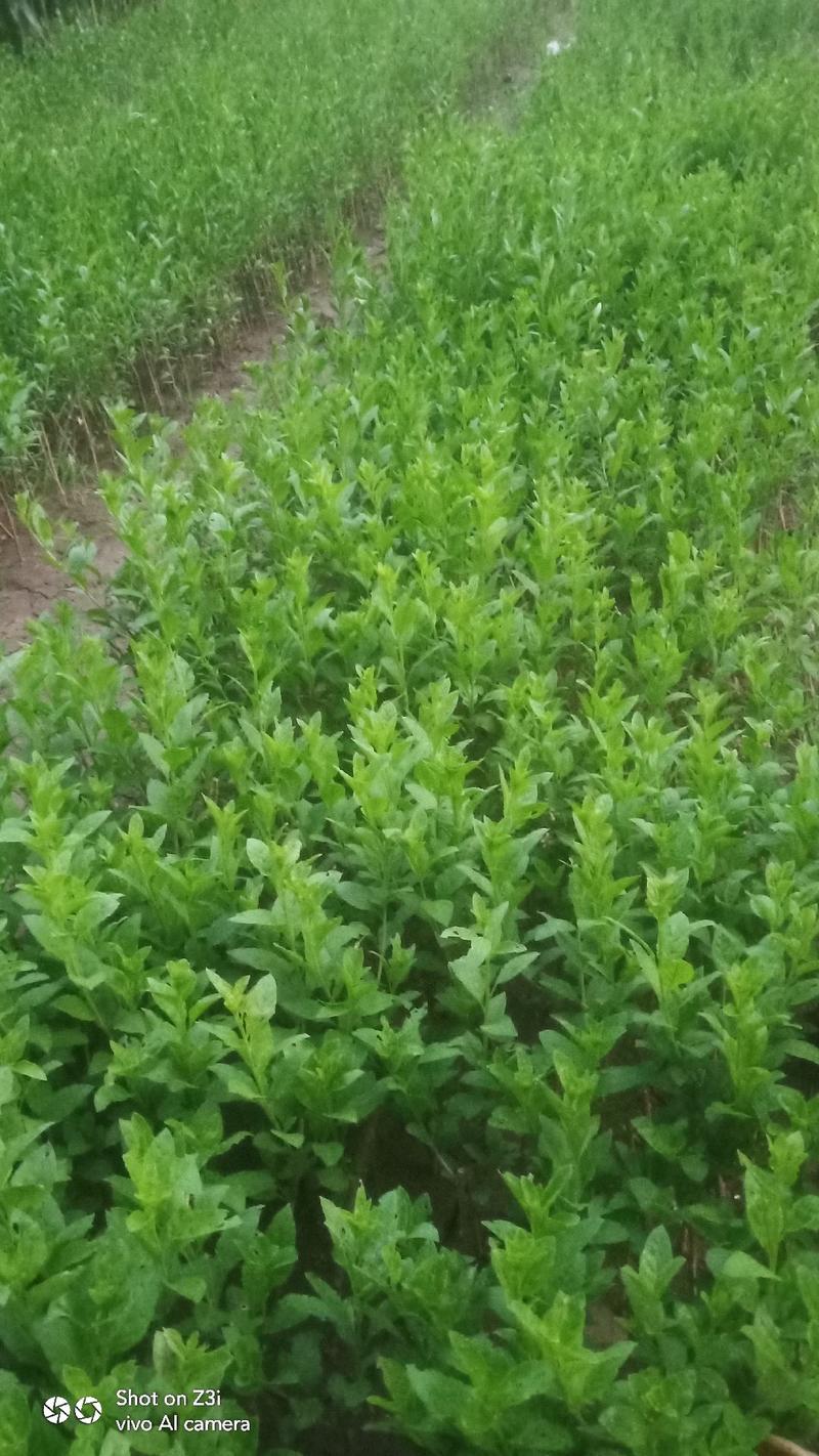 枸杞芽菜苗产地直供规格齐全全国发货价格优惠欢迎