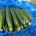 【密刺黄瓜】河南精品黄瓜大量上市品质保证可视频看货