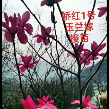 红玉兰苗地栽苗40一90cm红玉兰苗地栽苗50~