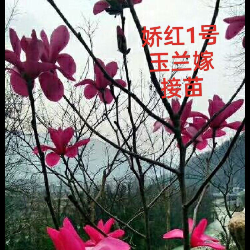 红玉兰苗地栽苗40一90cm红玉兰苗地栽苗50~