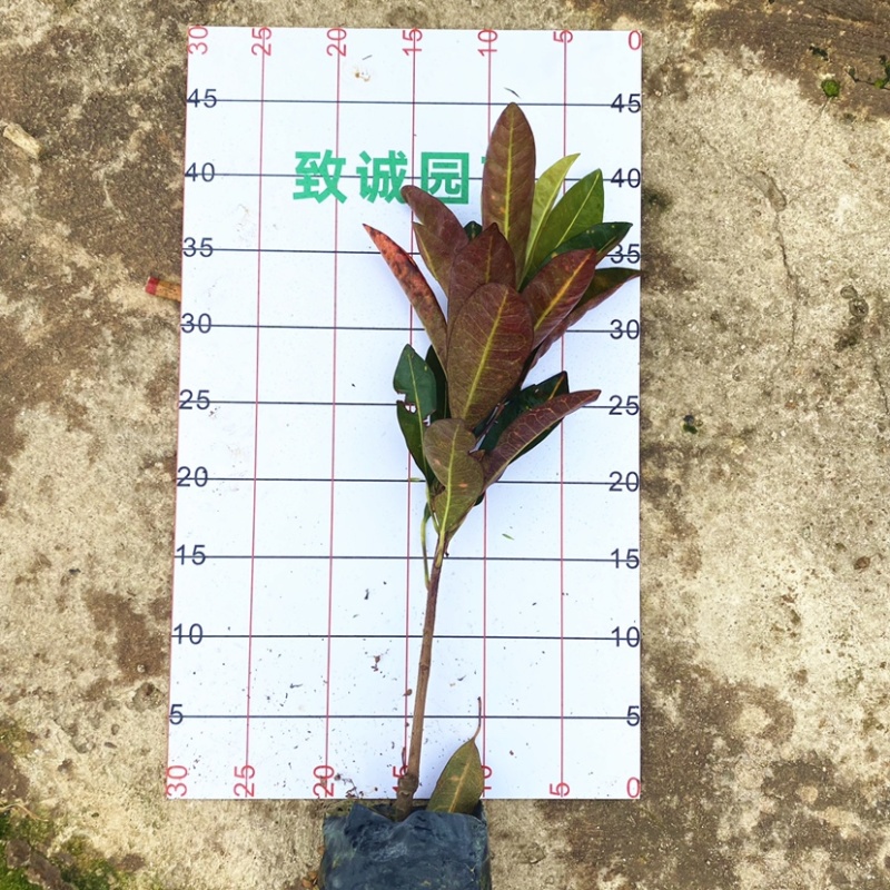 变叶木（大袋）基地直销欢迎来电或线上咨询