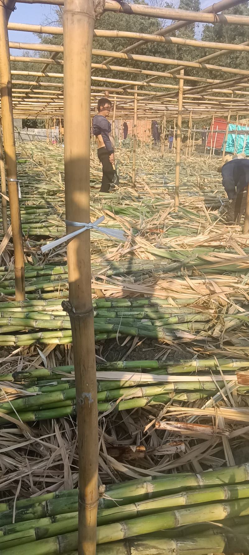 青皮水果甘蔗