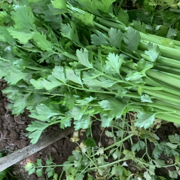 河北邯郸优质蔬菜，专业芹菜