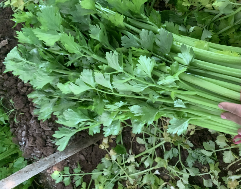 河北邯郸优质蔬菜，专业芹菜