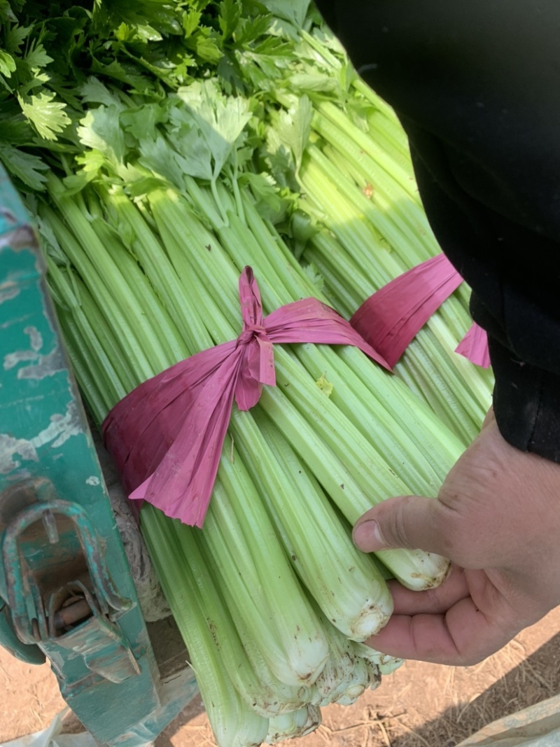 河北邯郸优质蔬菜，专业芹菜