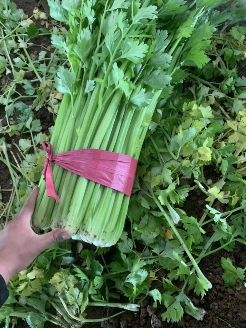 河北邯郸优质蔬菜，专业芹菜
