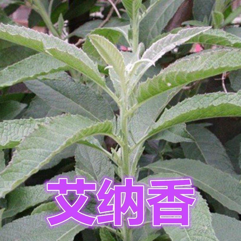 艾纳香粉