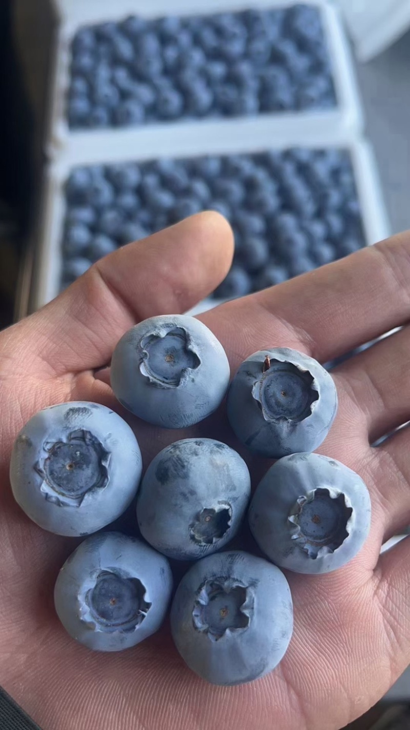山东蓝莓产地价格优惠大量上市，全国发货欢迎咨询电话