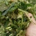 玉米秸秆，产地直发价格优惠，大量有货，欢迎采购