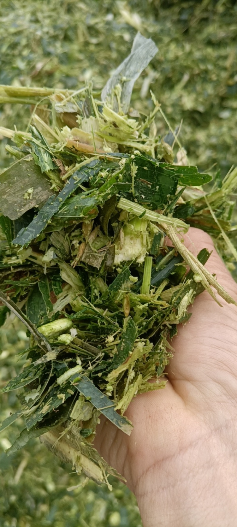 玉米秸秆，产地直发价格优惠，大量有货，欢迎采购
