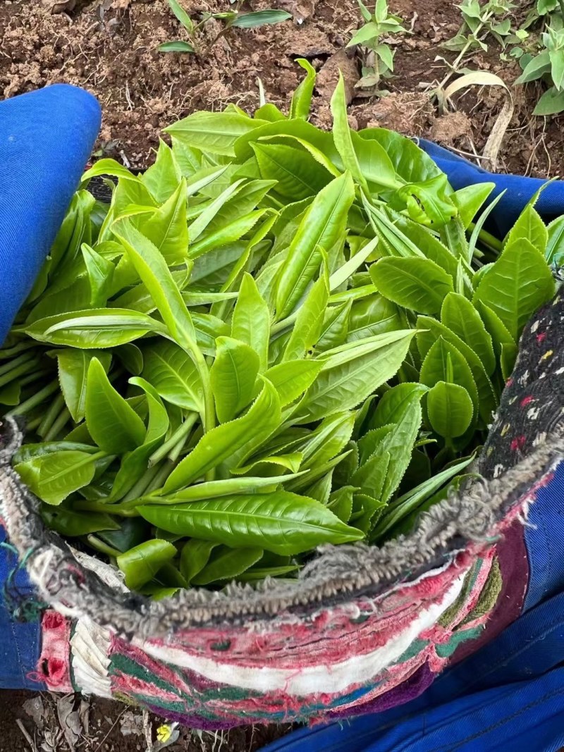 茶叶