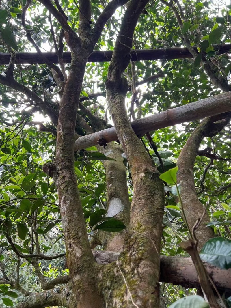 茶叶