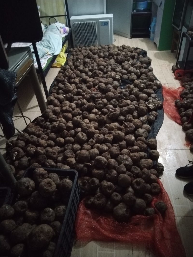 陕西直发土法纯正魔芋豆腐质量保证