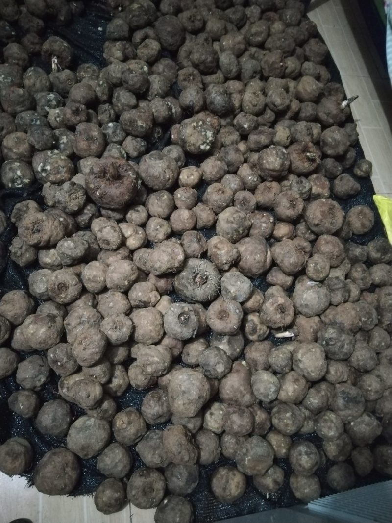 陕西直发土法纯正魔芋豆腐质量保证